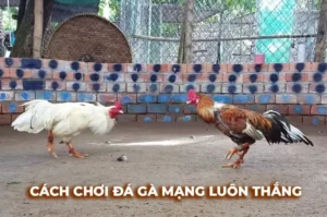 Thống Trị Đấu Trường Với Cách Chơi Đá Gà Sabong Tại Mu88 3 Thống Trị Đấu Trường Với Cách Chơi Đá Gà Sabong Tại Mu88