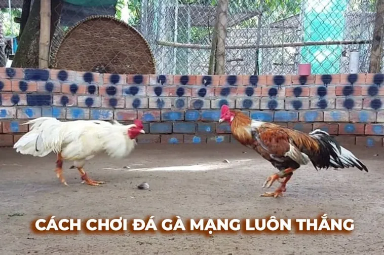 Thống Trị Đấu Trường Với Cách Chơi Đá Gà Sabong Tại Mu88 1 Thống Trị Đấu Trường Với Cách Chơi Đá Gà Sabong Tại Mu88